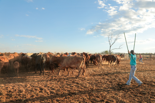 Two women yarding up a mob of cattle - Australian Stock Image