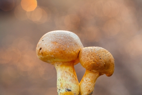 Two yellow fungi toadstools close up - Australian Stock Image