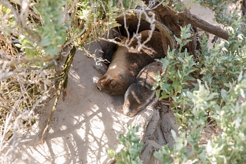 Two young seals resting in an open log on a sandy beach - Australian Stock Image