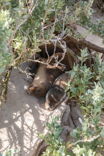 Two young seals resting in an open log on a sandy beach - Australian Stock Image