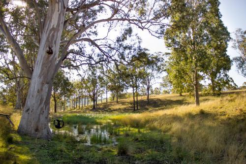 Tyre swing on a large gum tree near a dam - Australian Stock Image