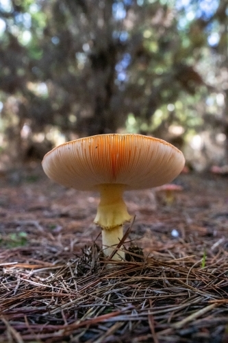 Underside of a toadstool on forest floor - Australian Stock Image