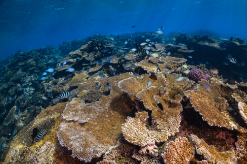 Underwater animals swimming above a coral reef on the Great Barrier Reef - Australian Stock Image