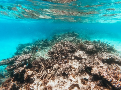 Underwater coral reef shot - Australian Stock Image