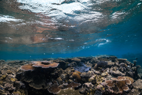 Underwater image of a coral reef on the Great Barrier Reef - Australian Stock Image