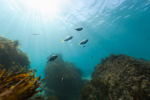 Underwater ocean scene with kelp, reef and fish backlit by the sun - Australian Stock Image