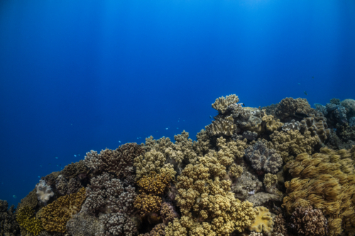 Underwater photo of a coral reef on the Great Barrier Reef - Australian Stock Image