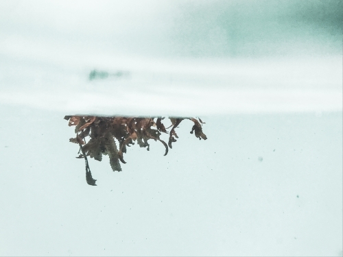 underwater seaweed floating at water level in pastel cool tones - Australian Stock Image