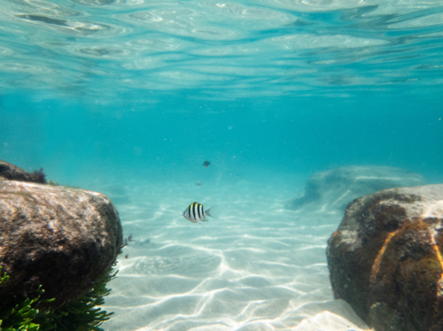 Underwater shot of marine life fish swimming in coastal Australia waters sunlight textures on sand - Australian Stock Image