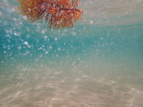 Underwater shot of seaweed drifting