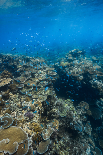 Underwater view of a healthy and alive coral reef on the Great Barrier Reef - Australian Stock Image
