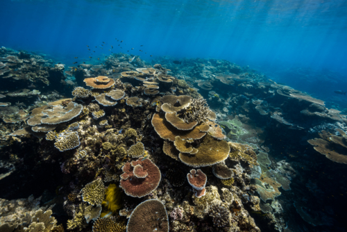 Underwater view of healthy coral reef on the Great Barrier Reef - Australian Stock Image
