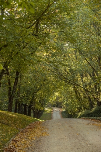 undulating avenue of trees in at the end of Autumn - Australian Stock Image
