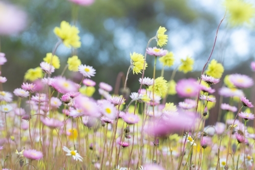 unfocussed pink yellow and white everlasting wildflowers - Australian Stock Image