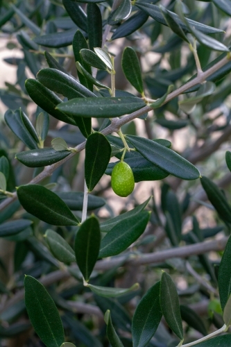 unripe olive on tree - Australian Stock Image