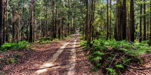 Unsealed forest trail - Australian Stock Image