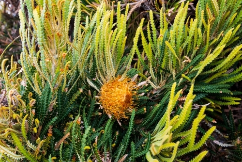 Unusual orange banksia flower with attractive foliage - Australian Stock Image