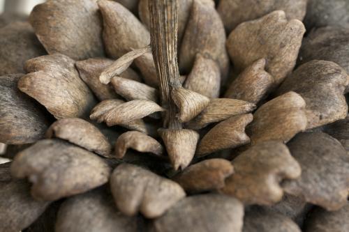 upside down dried artichoke flower and stalk - Australian Stock Image