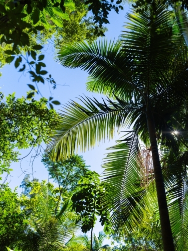 Upward shot through palm leaves and bush foliage