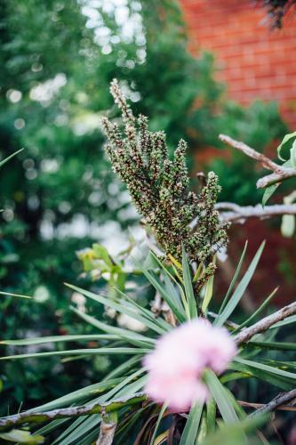 Urban Garden - Australian Stock Image