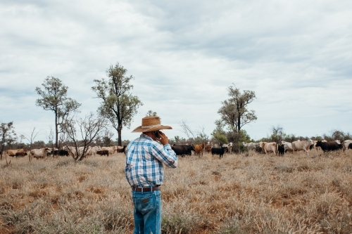Using mobile phone in paddock - Australian Stock Image