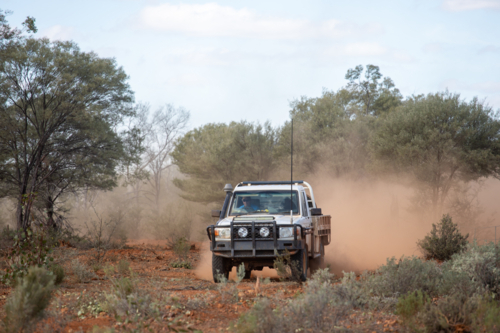 Ute kicking up red dust, driving out of mulga trees - Australian Stock Image