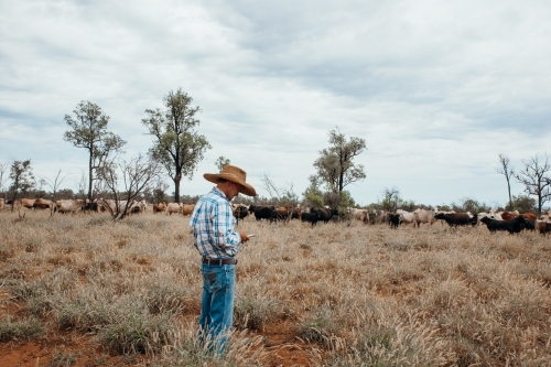 Utilising mobile phone in farm paddock - Australian Stock Image
