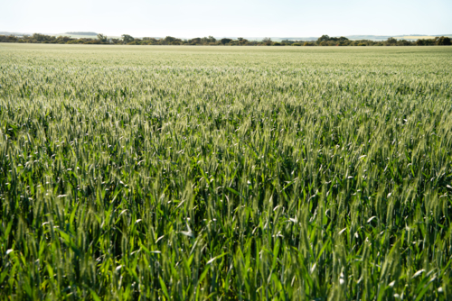 Vast green wheat field landscape stretching to the horizon - Australian Stock Image