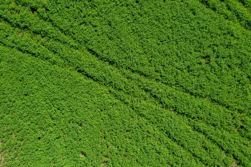 Vehicle tracks in grass field - Australian Stock Image