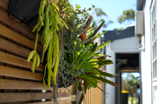 vertical garden with various plants on a fence - Australian Stock Image