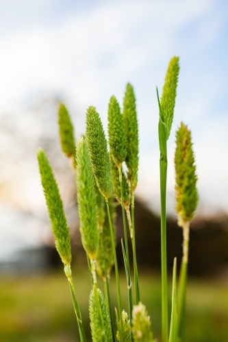 Vertical image of green grass seed heads