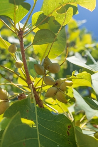 Vertical image of Kakadu Plums - Australian Stock Image