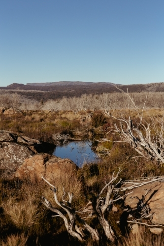Vertical landscape view of tasmanian vegetation