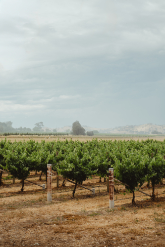 vertical orientation of a rural Mudgee winery landscape - Australian Stock Image
