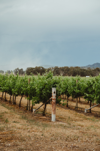 vertical orientation of a rural Mudgee winery landscape - Australian Stock Image