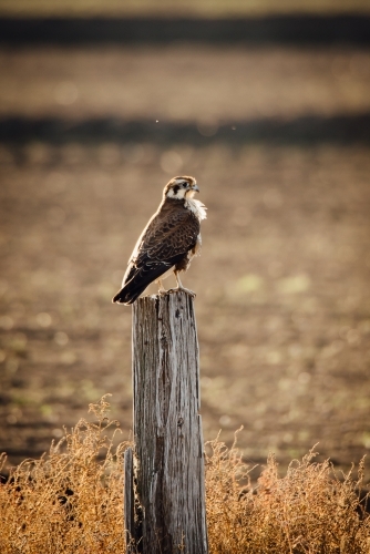 Vertical shot of a bird of prey sitting on a old post