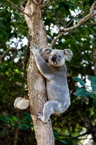 vertical shot of a koala climbing a tree looking at the camera with leaves in the background - Australian Stock Image