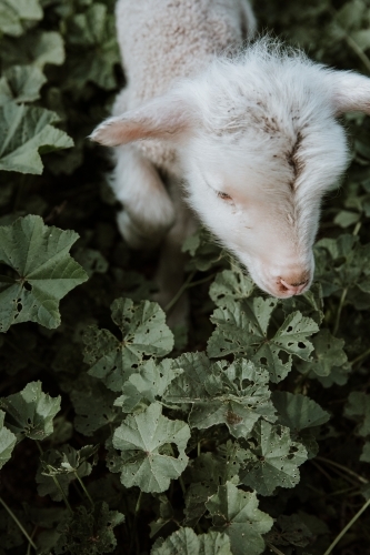 Vertical shot of a little lamb walking in marshmallow weed - Australian Stock Image