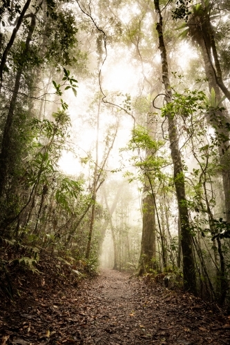 Vertical shot of a misty day with pathway leading into rainforest