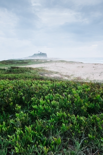 vertical shot of a misty remote beach park with shrubs and white sand on a cloudy day