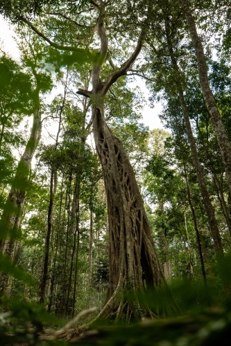 vertical shot of a rainforest tree