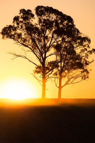 vertical shot of a silhouette of two trees with a sunset in the background