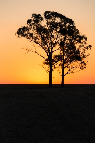 vertical shot of a silhouette of two trees with a sunset in the background