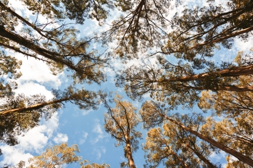 Vertical shot of bush canopy - Australian Stock Image