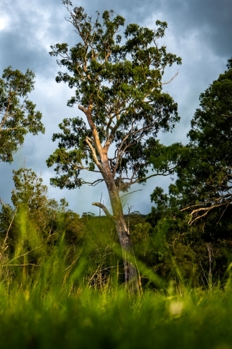 Vertical shot of green grass and trees background - Australian Stock Image