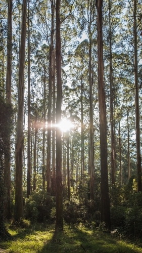 Vertical shot of green trees in the forest on a sunny day - Australian Stock Image