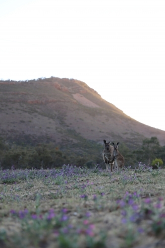 Kangaroos on a lavender field - Australian Stock Image