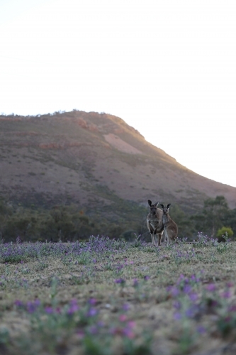 Kangaroos on a lavender field