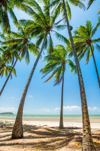 Vertical shot of palm leaves at shoreline on a sunny day - Australian Stock Image