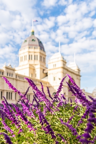 vertical shot  of purple plant and a museum under a blue cloudy sky - Australian Stock Image
